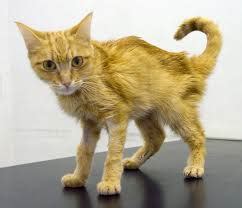 Hyperthyroidism in Cats - Cat Tales