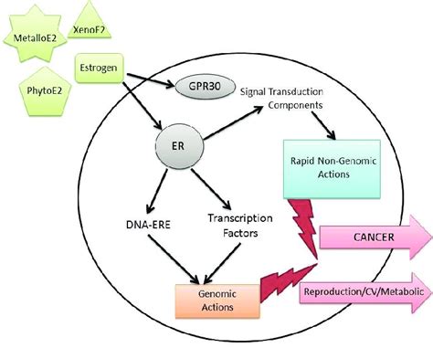 General schematic of the effects of estrogen, xenoestrogens [XenoE2 ...