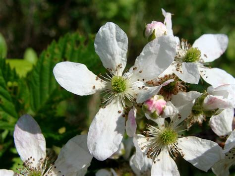 Blackberry flowers | Just some blackberry (Rubus) flowers, t… | Flickr