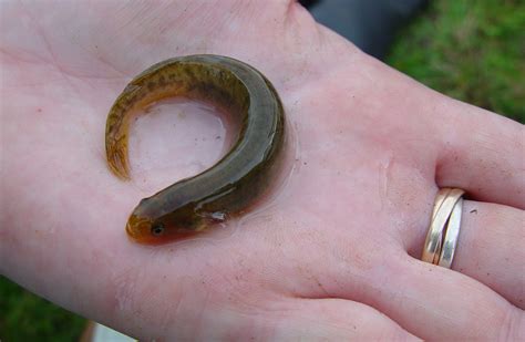 Mudfish: New Zealand freshwater fish