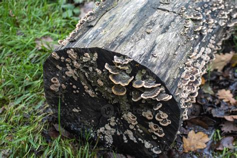 Fungus growing on rotten wood in the forest 14894866 Stock Photo at Vecteezy