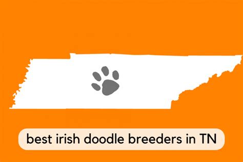 Best Irish Doodle Breeders in Tennessee (2023)