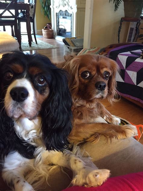 Please may we have just one chip? | Cavalier king charles, Cavalier king charles spaniel, King ...