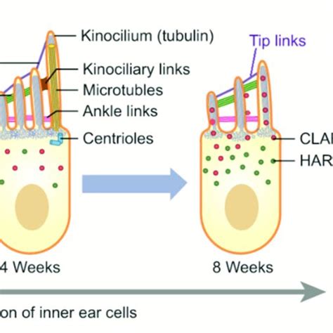 Simplified and schematic representation of the maturation process that ...