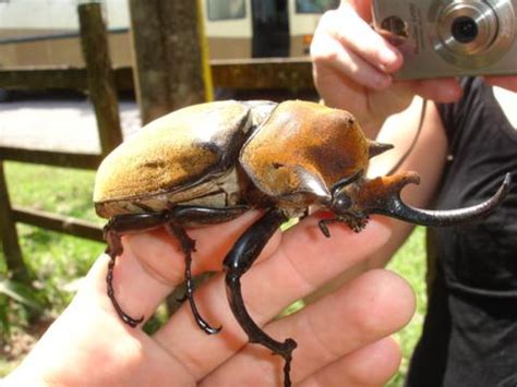 The Rhinoceros Beetle