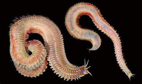 The not-so-common bloodworm