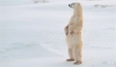 Polar Bear Standing On Hind Legs