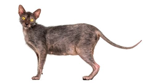 Lykoi Cat Breed Pictures, Characteristics, & Facts