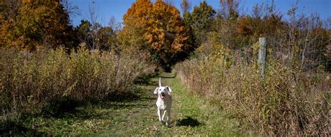 Dog Off-leash | Three Rivers Park District