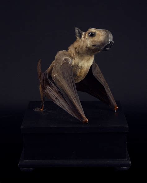 Taxidermy Hammer-headed bat