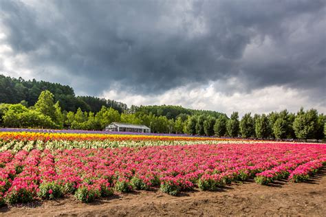 Tomita Farm - Hokkaido Guide