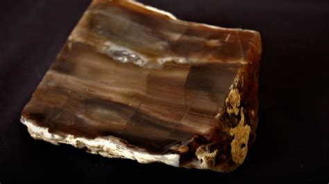 Petrified Wood Agate Natural Rough 350 Gr - YouTube