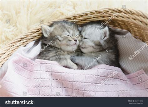 Los gatitos de tabby se duermen Foto de stock 358774046 | Shutterstock