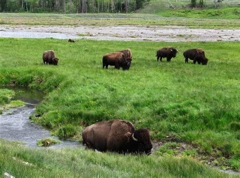 Yellowstone begins transferring bison for slaughter under population reduction effort | CTV News