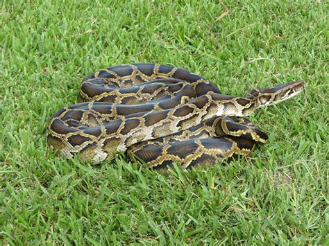 Burmese python in the Everglades | Flickr - Photo Sharing!