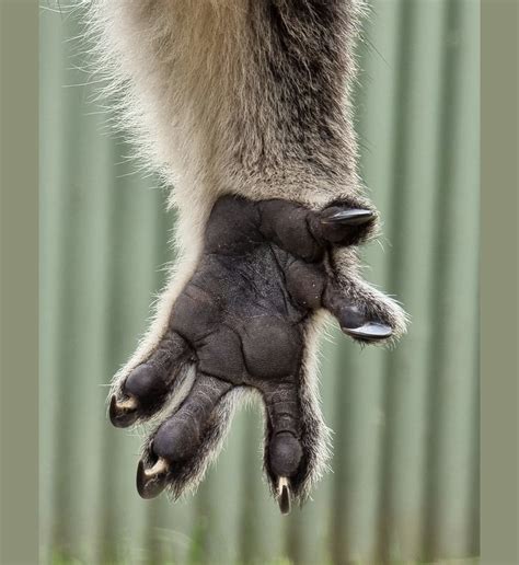 🔥 The claw of a Koala 🔥 : r/NatureIsFuckingLit