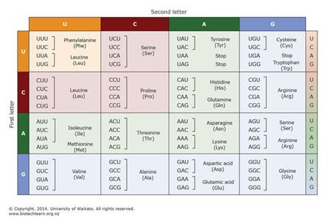 The genetic code — Science Learning Hub