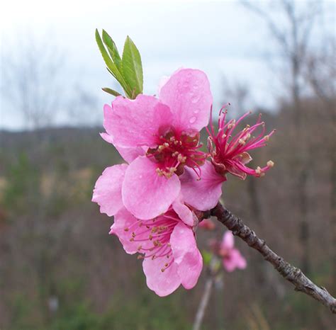 State Flower of Delaware - Peach Blossoms - Pictures