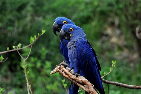 How Big is a Hyacinth Macaw? (Size + Weight) - flybirdworld.com