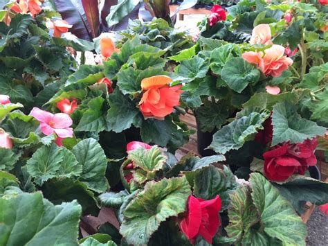 Tuberous Begonias | Wells Medina Nursery