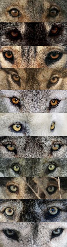 source: WOLVES tumblr... Wolves eyes can have colors ranging from grey, green, yellow, amber ...