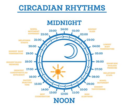 Circadian Rhythm. Scheme of Sleep Wake Cycle. Infographic Elements ...