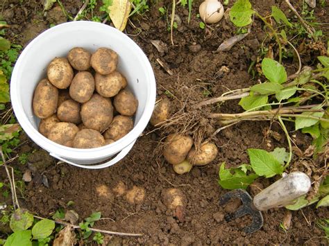 Tips on Harvesting and Storing Potatoes - Laidback Gardener