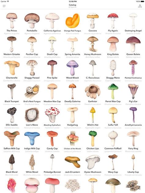 Wild Mushroom Identification Chart