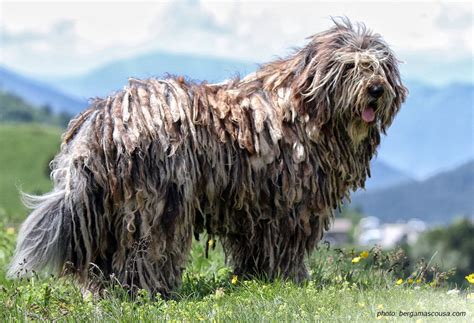 Dog Breed Corner: Bergamasco Shepherd | Mad Paws Blog