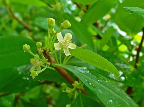 Coca (Erythroxylum coca) - Garden.org