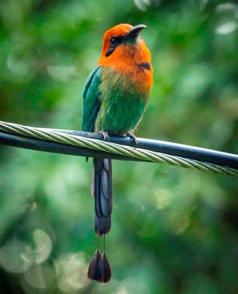 A Guide to Birding in Costa Rica | Costa Rica Experts