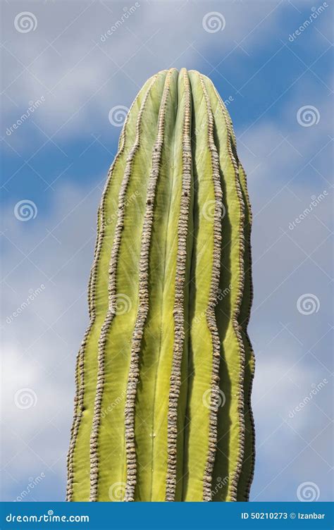 Desert cactus in mexico stock image. Image of background - 50210273