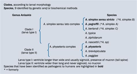 The different species of Anisakis. Source: Prepared by the authors,... | Download Scientific Diagram