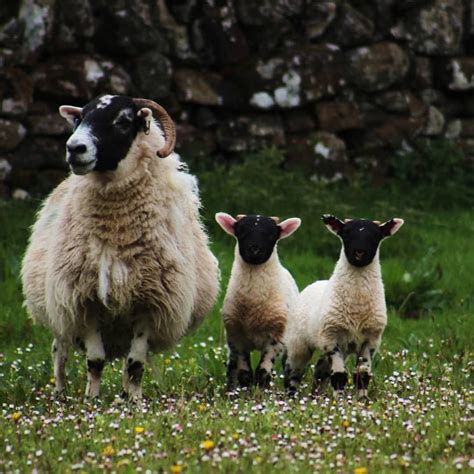 Scottish Blackface | Black faced sheep, Animals, Sheep