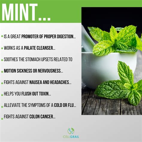 Mint: A Miraculous Herb With Jaw-Dropping Health Benefits | Mint benefits health, Rosemary ...