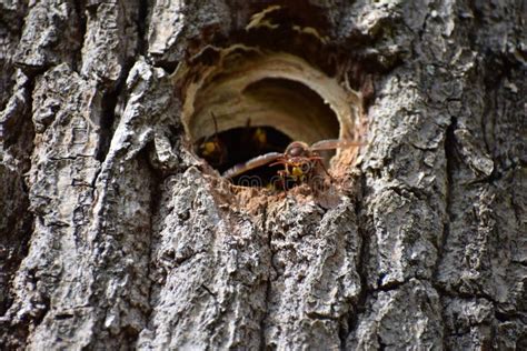 Murder Hornet Nest Entrance with Guardians Stock Image - Image of sculpture, giant: 237903373