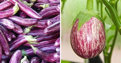 What are the varieties of eggplant? - Gardening Channel