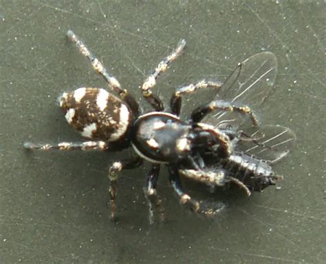 Zebra Spider – Salticus scenicus - Insects