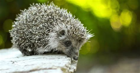 Hedgehog Day: the Origins and Traditions From Across the Globe - Hedgehog Love - Hedgehog Guides ...