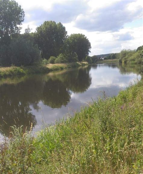 River Trent Branston Golf Course - Burton Mutual Angling Association