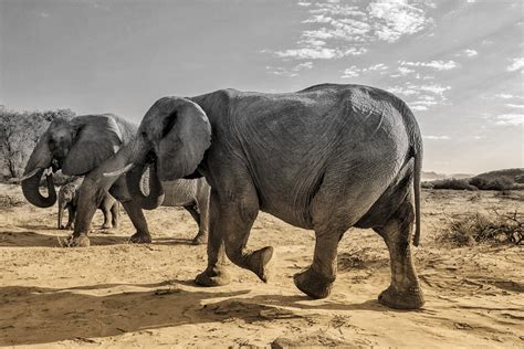 Desert elephants Namibia photos and information about desert elephants