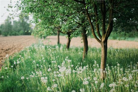 Apple Trees in Spring ~ Nature Photos ~ Creative Market