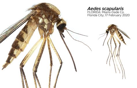 Aedes scapularis mosquito - Entomology Today