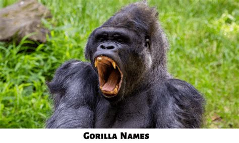 400+ Gorilla Names [Cute, Cool, Male and Female]