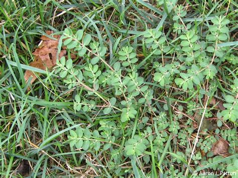 Prostrate Spurge | Purdue University Turfgrass Science at Purdue University