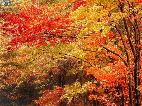 Fall Arrives In Virginia: When To Expect Fall Foliage, Where To Visit ...