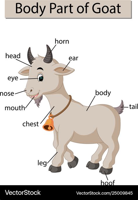 Diagram showing body part goat Royalty Free Vector Image