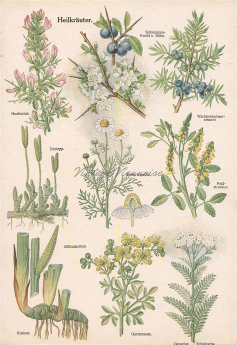 Vintage Healing Plants. Medicinal Plant Art. Botanical Print. | Etsy UK | Plant art, Botanical ...