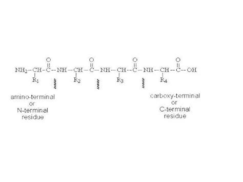 6 carboxypeptidase mechanism