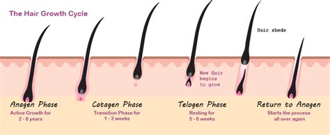 The Stages of the Hair Growth Cycle Explained DiStefano Hair Restoration Center